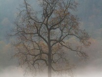 Solitary tree