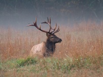Bull elk profile