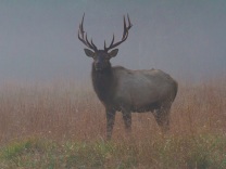 Foggy bull elk
