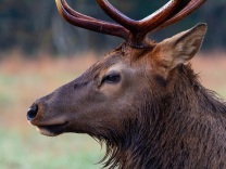 Yet another bull elk profile
