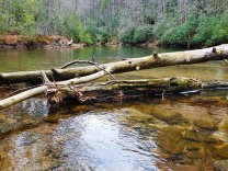 Log