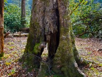 Beech with a breach