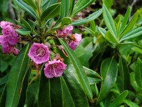 Mountain laurel (I think)