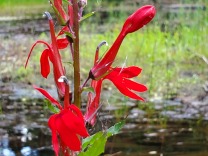 Some kind of devil-something flower