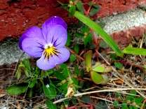 Violet through bricks and pavement