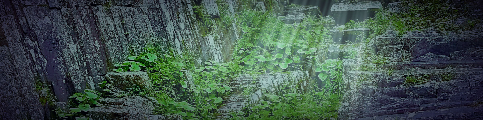 green forest with crepuscular rays